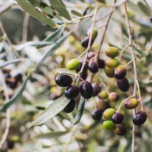 an olive tree with black olives