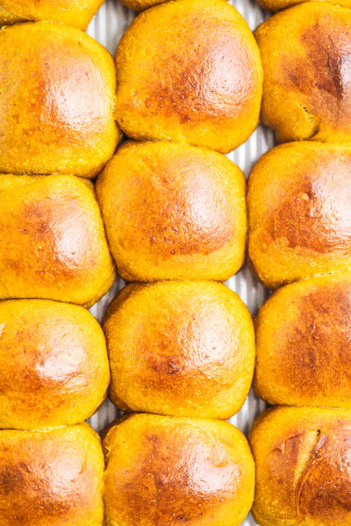 sourdough pumpkin dinner rolls are closely arranged in neat rows on a baking tray, showing a glossy, smooth surface with a slightly crisp texture.